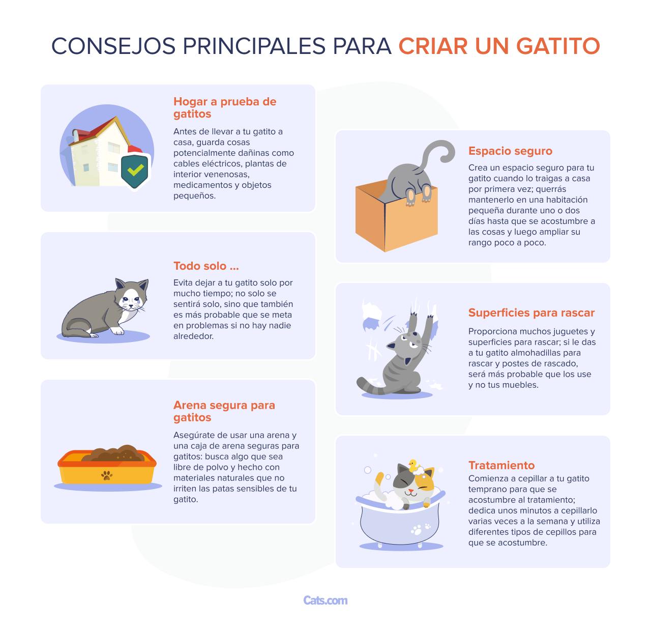 Consejos y trucos sencillos para criar un gatito