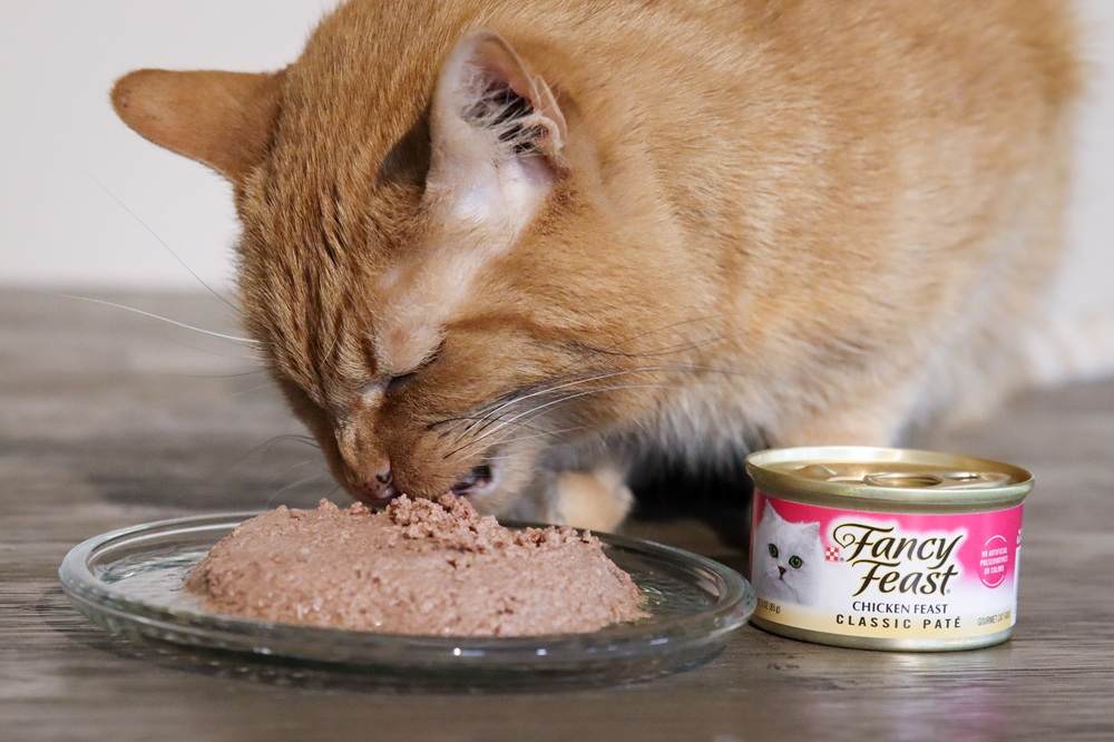 Comida enlatada para gatos Fancy Feast Classic Chicken Feast