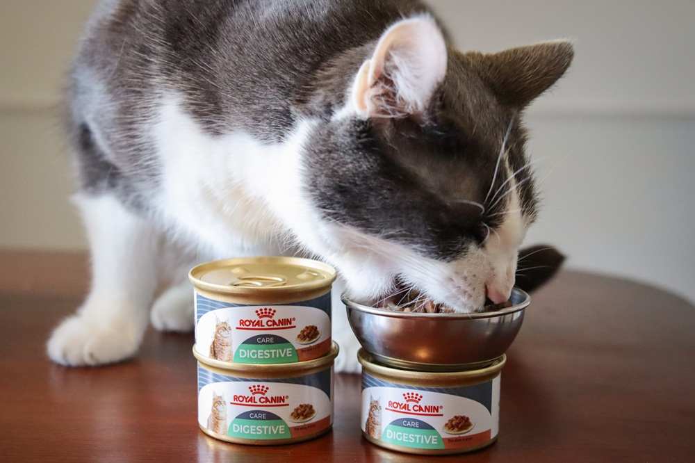 Comida enlatada para gatos Royal Canin Digest Sensitive Chunks en salsa