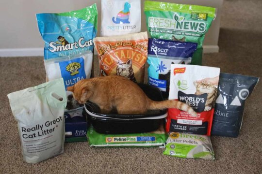 Las 8 mejores arenas para gatos de 2025